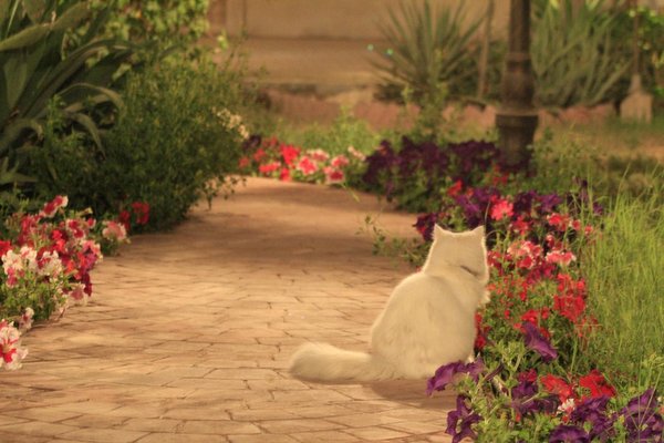 Pourquoi mon chat se traîne-t-il le derrière par terre ?