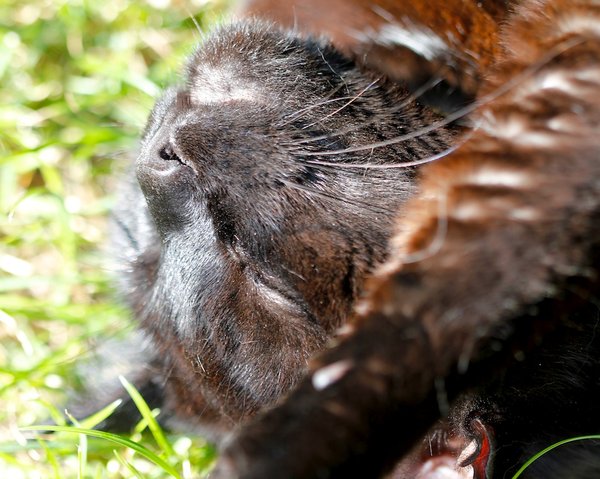 Comment savoir qu'un chat est mourant ?