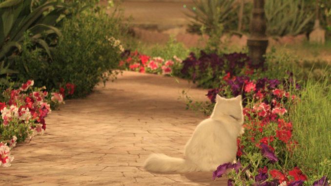 cat
