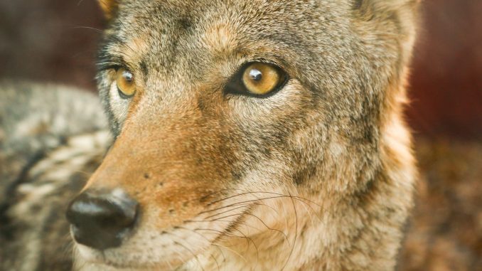 Photo by Priss Enri closeup photo of jackal